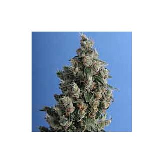 Kushage regular seeds TH Seeds