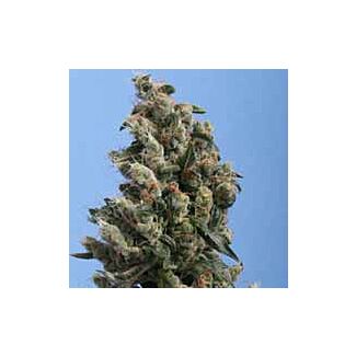 Kushage feminized seeds TH Seeds