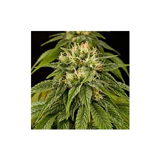 Lemon Juice Express Humboldt Seeds autoflowering