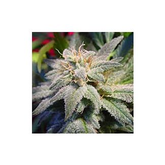 Magic Bud feminized Paradise Seeds