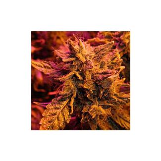 Master Kush feminized Nirvana Seeds