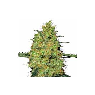 Master Kush regular seeds White Label