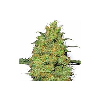 Master Kush seeds White Label feminized