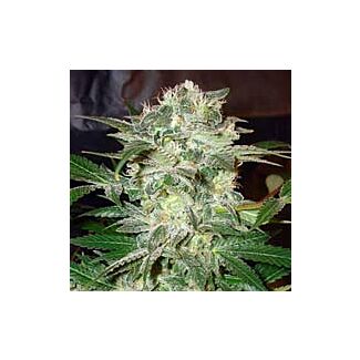 Graines Mazar Kush feminisées World of Seeds