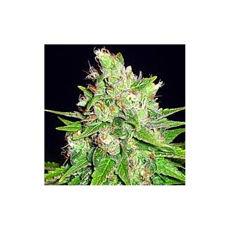 Mazar x Great White Shark feminized seeds World of Seeds