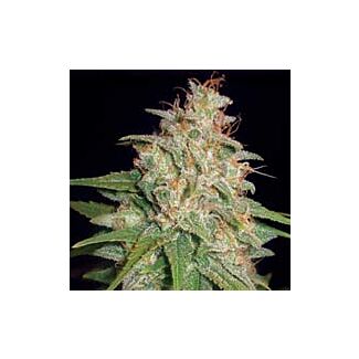 Graines Mazar x White Rhino feminisées World of Seeds