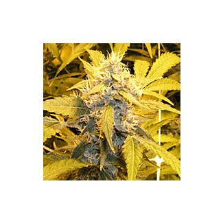 Medusa feminized Nirvana Seeds