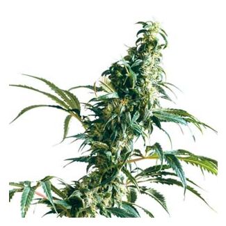 Sensi seeds Feminized