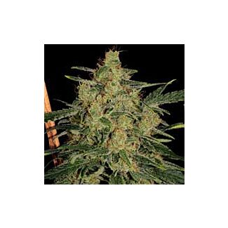 Nebula II CBD Paradise Seeds feminized