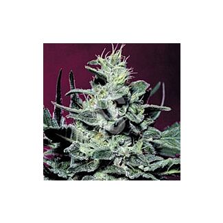 Nebula feminized Paradise Seeds