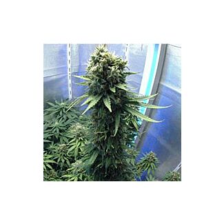 New York Power Diesel feminized Nirvana Seeds