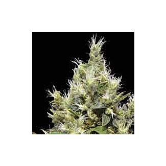  Northern CBD Seeds