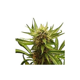 Northern Light feminizadas Royal Queen Seeds