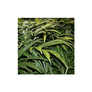 Northern Lights feminized Nirvana Seeds