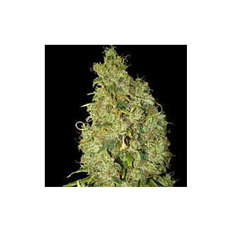 Northern Light x Skunk feminized seeds World of Seeds