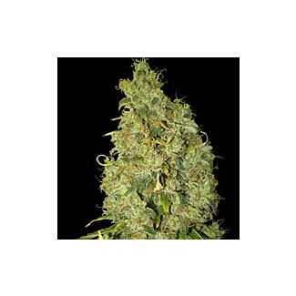 Northern Light x Big Bud feminized seeds World of Seeds