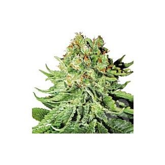 Graines Northern Lights Automatic White Label autofloraison