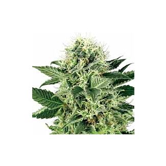 Northern Lights seeds White Label feminized