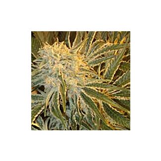 Northern Lighits #9 Sagarmatha Seeds feminized