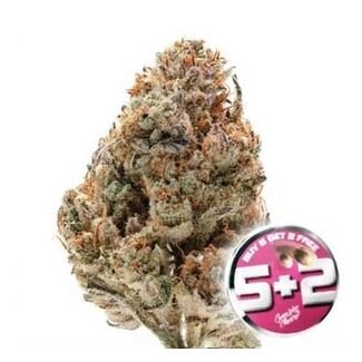 octane fire growers choice