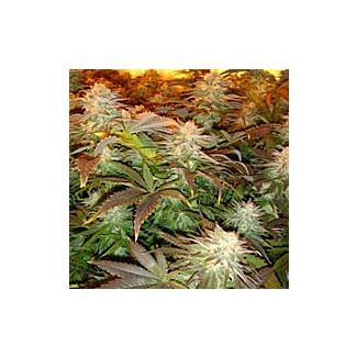 Opium feminized Paradise Seeds