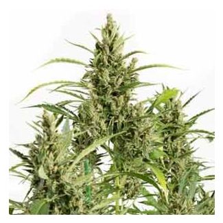 Original Amnesia Autoflowering