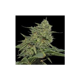 Original Cheese (IBL) Paradise Seeds feminized