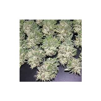 Pain Killer Dr Underground seeds feminized