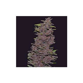 Pakistan Chitral Kush CannaBioGen feminized seeds