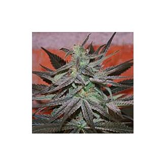 Panama DC CannaBioGen feminized seeds