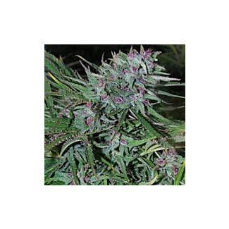 Panama CannaBioGen feminized seeds