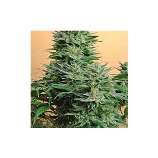 Papaya feminized Nirvana Seeds