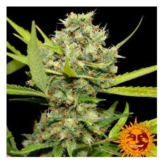 Pineapple Chunk feminized