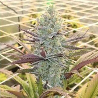 Platinum Mimosa Cookies Autofloreciente Doble XL