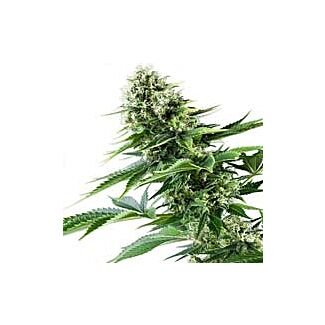 Power Flower feminizadas Royal Queen Seeds