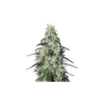 Graines Pulsar feminisées Buddha Seed bank