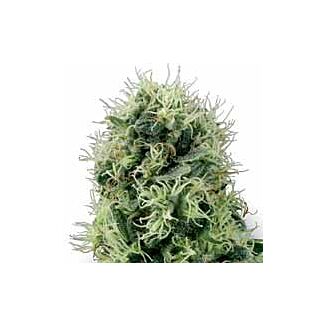 Pure Power Plant seeds White Label feminized