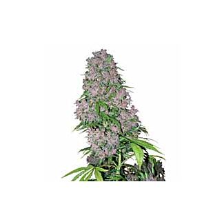 Purple Bud seeds White Label feminized