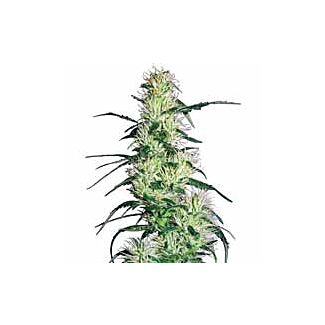 Purple Haze seeds White Label feminized