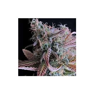 Raspberry Cough feminized Nirvana Seeds