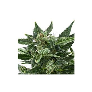 Royal Automatic autoflorecientes Royal Queen Seeds