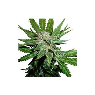 Royal Cheese feminizadas Royal Queen Seeds