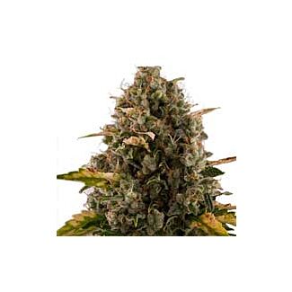 Royal Moby feminized Royal Queen Seeds