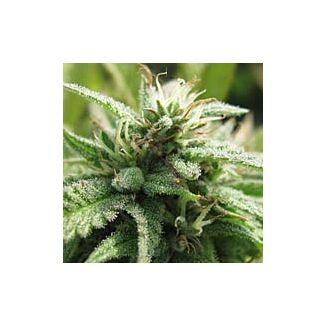 Royal Flush feminized Nirvana Seeds