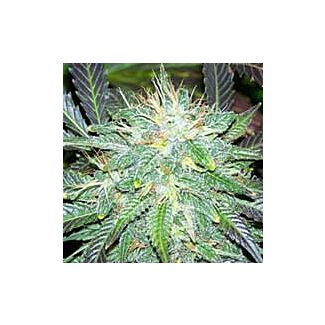 Semillas Black Budha Sagarmatha Seeds feminizada