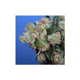 Sage 'n Sour feminized seeds TH Seeds