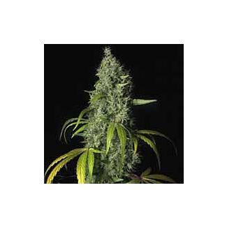 SAGE feminized seeds TH Seeds