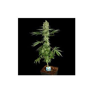 Ice Cream feminized Paradise Seeds