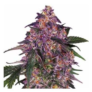 Sensi Purple Kush Sensi Seeds