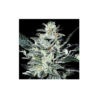 Sensi Star feminized Paradise Seeds